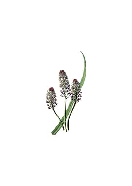 Meadow Squill Flower