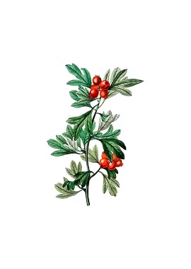 Morocco Hawthorn Flower