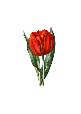 Gesners Tulip Branch