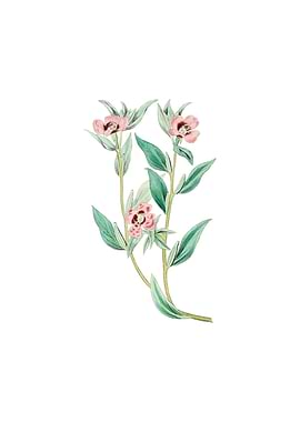 Long Branched Enothera