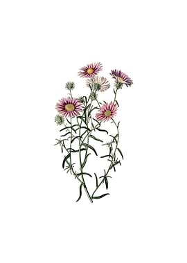 Hoary Diplopappus Flower