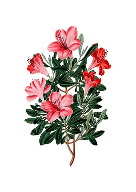 Brick Red Chinese Azalea