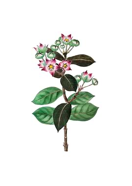 Tall Calotropis Flower