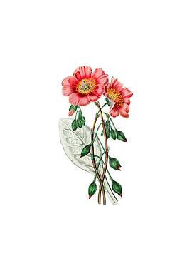 Discolored Calandrinia