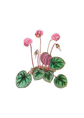 Shore Cyclamen Flower