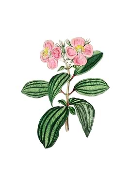 Starry Osbeckia Flower