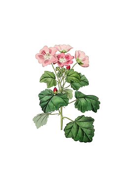 Rhomb Leaved Palavia