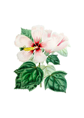 Vintage Marsh Hibiscus