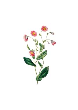 Captain Mangles Rhodanthe