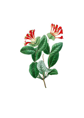 North West Honeysuckle