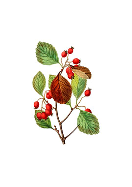 Plum Leaved Thorn Flower