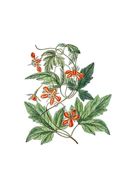 Vintage Red Loasa Flower