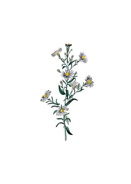 Glaucous Aster Flower