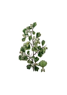 Spathula Leaved Thorn