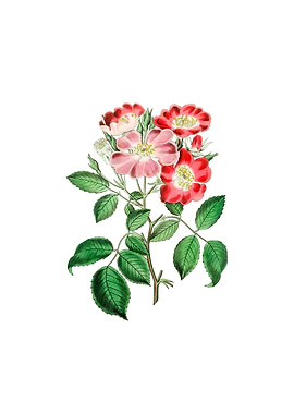 Vintage Rose Clare Flower