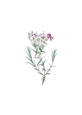 Shewy Phlox Flower Branch