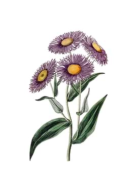 Vintage Shewy Stenactis