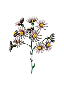 Lilac Senecio Flower