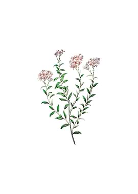 Dr Gills Selago Flower