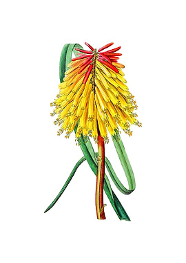 Vintage Burchells Tritoma