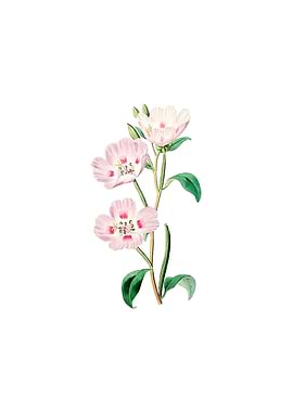 Pink Oenothera Flower