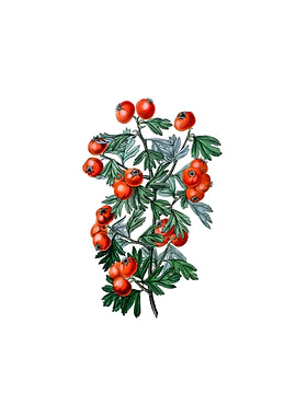 Sweet Scented Hawthorn