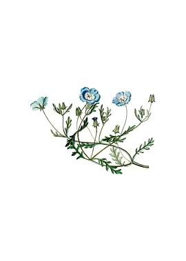 Vintage Shewy Nemophila