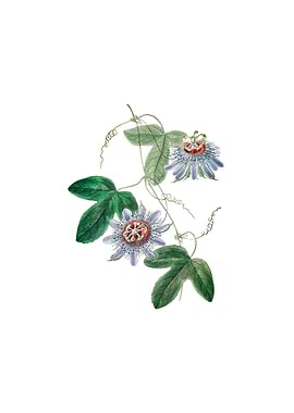 Sullivans Passion Flower