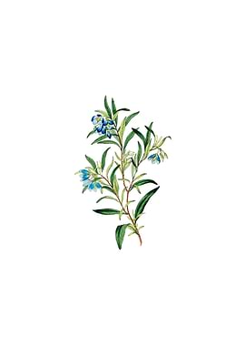 Blue Narrow Leaved Sollya