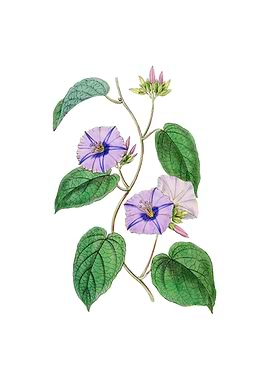 Hoary Jacquemontia Flower