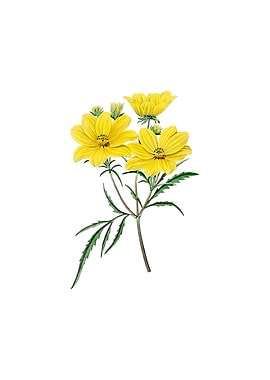 Golden Coreopsis Flower