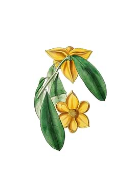 Laurel Leaf Custard Apple