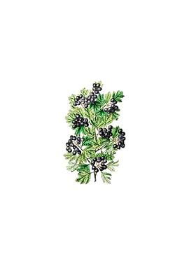 Hairy Leaf Black Hawthorn