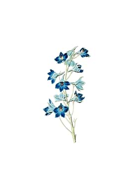 Shewy Delphinium Flower