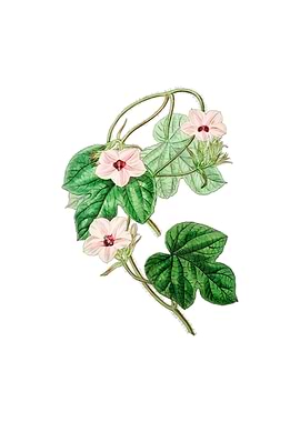 Aitons Ipomoea Flower