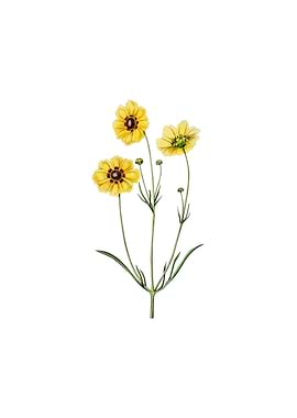 Perennial Dyers Coreopsis