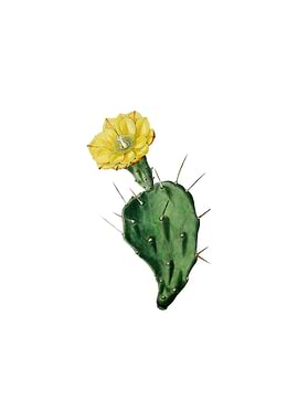 One Spined Opuntia Flower