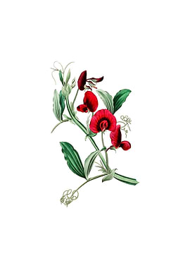 Vintage Tangier Pea Flower