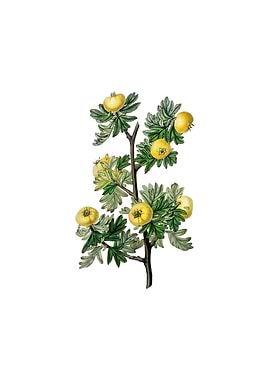 Tansy Leaved Hawthorn