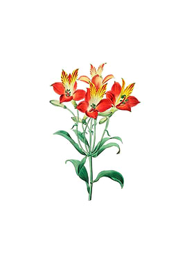 Red Flower Alstromeria