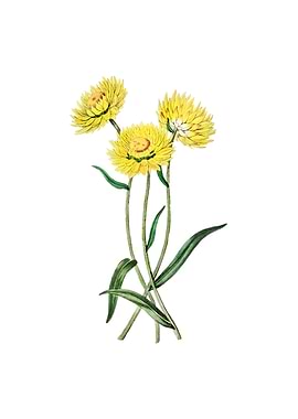 Helichrysum Flower Branch