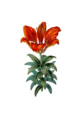 Blood Red Lily Flower