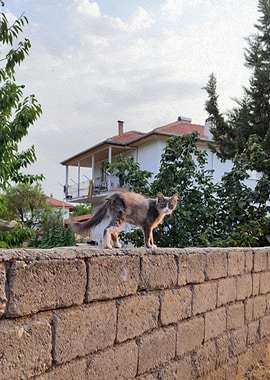 Turkish Cat with brush