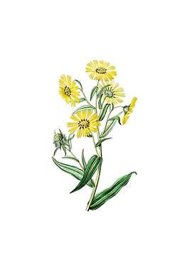 Vintage Madia Flower