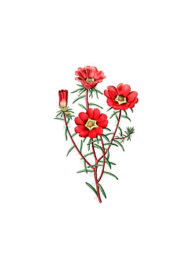 Portulaca Splendens Flower