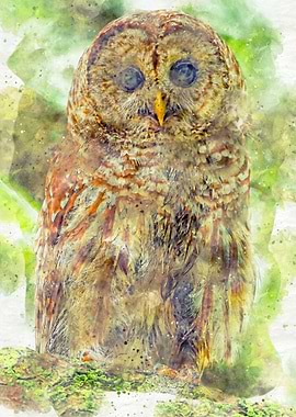 Owl Watercolor Painting