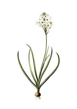 Vintage Arabian Starflower