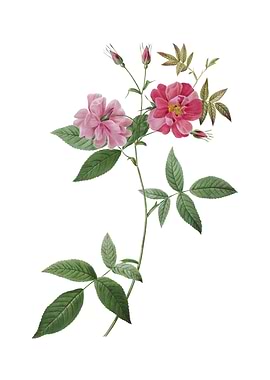 Vintage Hudson Rosehip