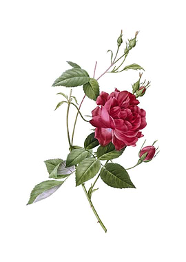 Blood Red Bengal Rose