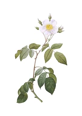 Big Leaved Climbing Rose